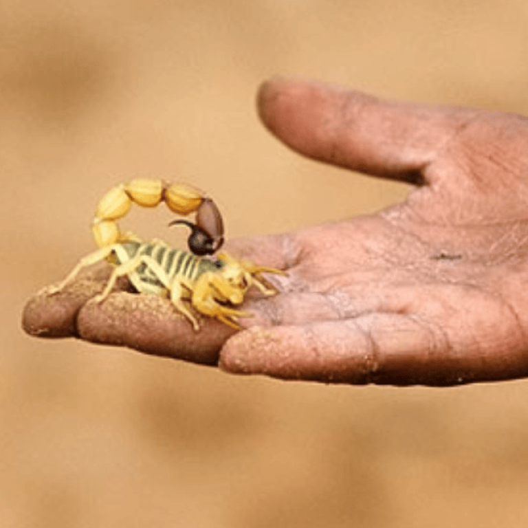 Scorpion